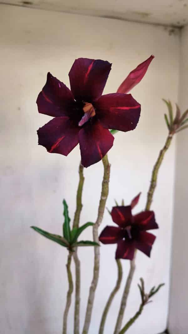 Planta Simples 3073 – 40cm – 03 anos - Imagem 1