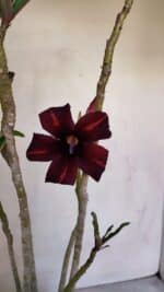 Planta Simples 3073 – 40cm – 03 anos - Imagem 3