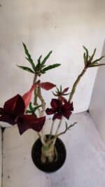 Planta Simples 3073 – 40cm – 03 anos - Imagem 5