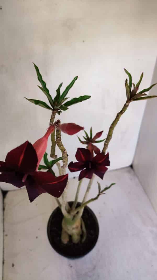 Planta Simples 3073 – 40cm – 03 anos - Imagem 5