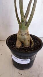 Planta Simples 3073 – 40cm – 03 anos - Imagem 8