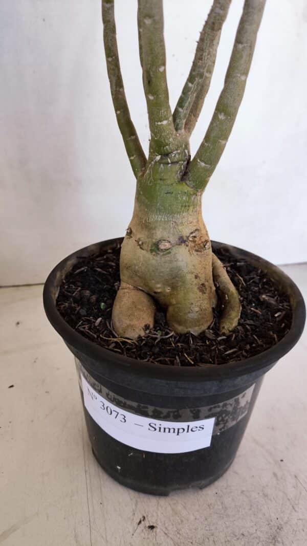 Planta Simples 3073 – 40cm – 03 anos - Imagem 8