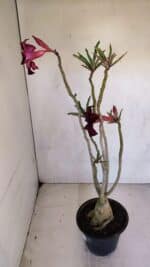 Planta Simples 3073 – 40cm – 03 anos - Imagem 7