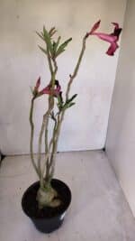 Planta Simples 3073 – 40cm – 03 anos - Imagem 6