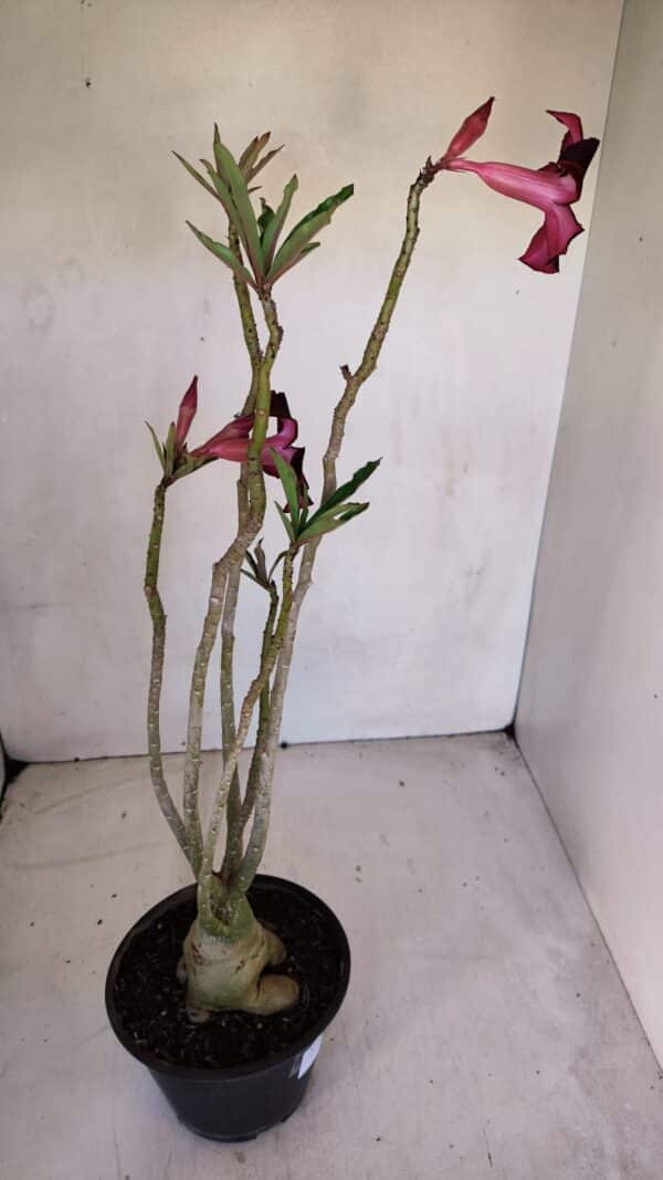 Planta Simples 3073 – 40cm – 03 anos - Imagem 6