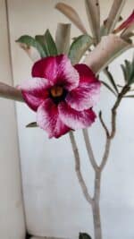 Planta Simples 3074 – 35cm – 03 anos