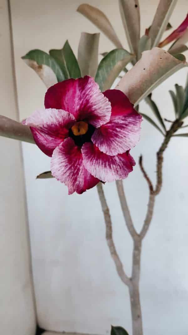 Planta Simples 3074 – 35cm – 03 anos - Imagem 1