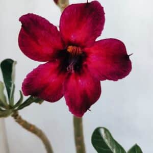 Planta Simples 3075 – 30cm – 02 anos