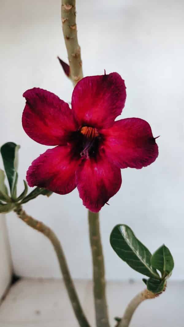 Planta Simples 3075 – 30cm – 02 anos - Imagem 1