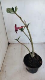 Planta Simples 3075 – 30cm – 02 anos - Imagem 6