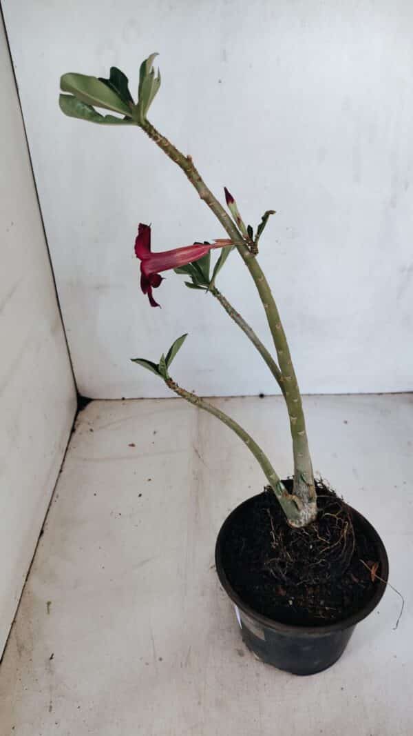 Planta Simples 3075 – 30cm – 02 anos - Imagem 6