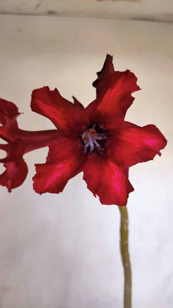 Planta Simples 3076 – 35cm – 03 anos - Imagem 1