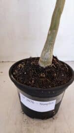 Planta Simples 3076 – 35cm – 03 anos - Imagem 8