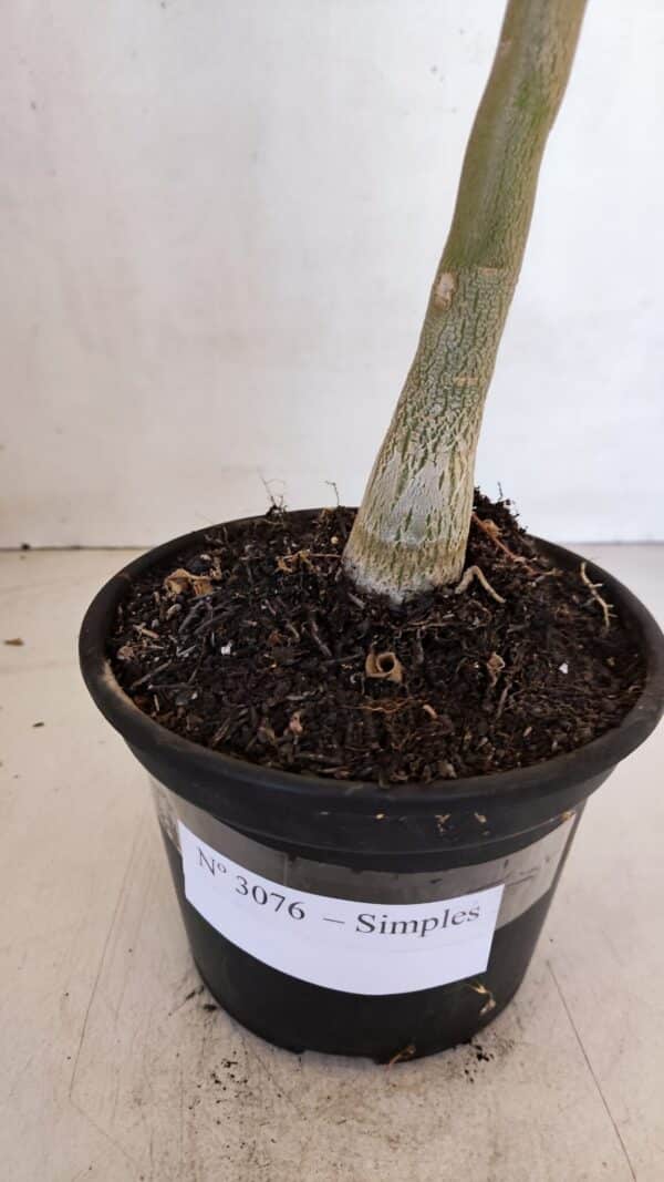Planta Simples 3076 – 35cm – 03 anos - Imagem 8