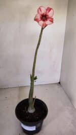 Planta Simples 3077 – 30cm – 02 anos - Imagem 2