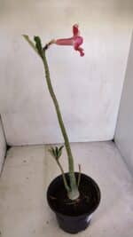 Planta Simples 3077 – 30cm – 02 anos - Imagem 5