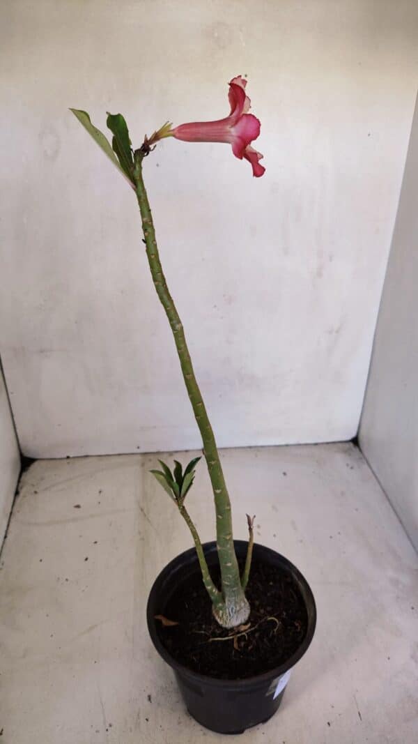 Planta Simples 3077 – 30cm – 02 anos - Imagem 5