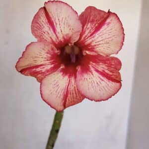 Planta Simples 3077 – 30cm – 02 anos