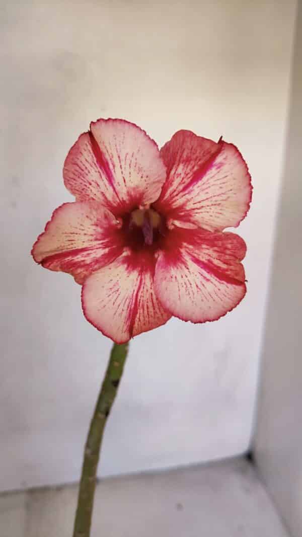 Planta Simples 3077 – 30cm – 02 anos - Imagem 1