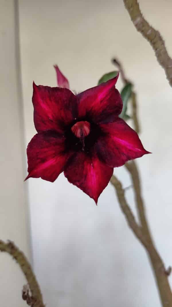 Planta Simples 3078 – 45cm – 03 anos - Imagem 1