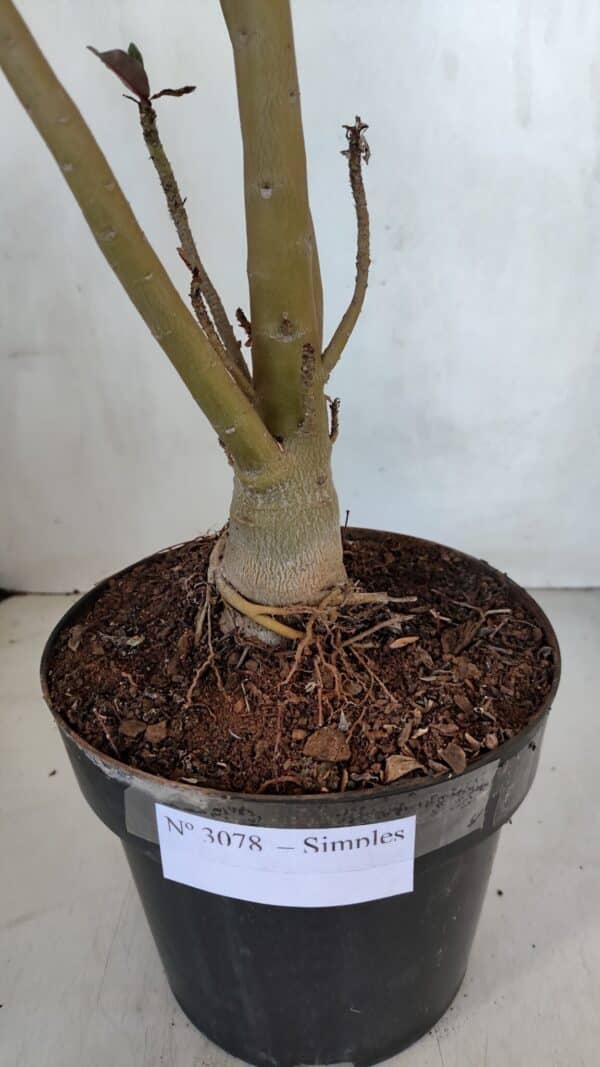 Planta Simples 3078 – 45cm – 03 anos - Imagem 8