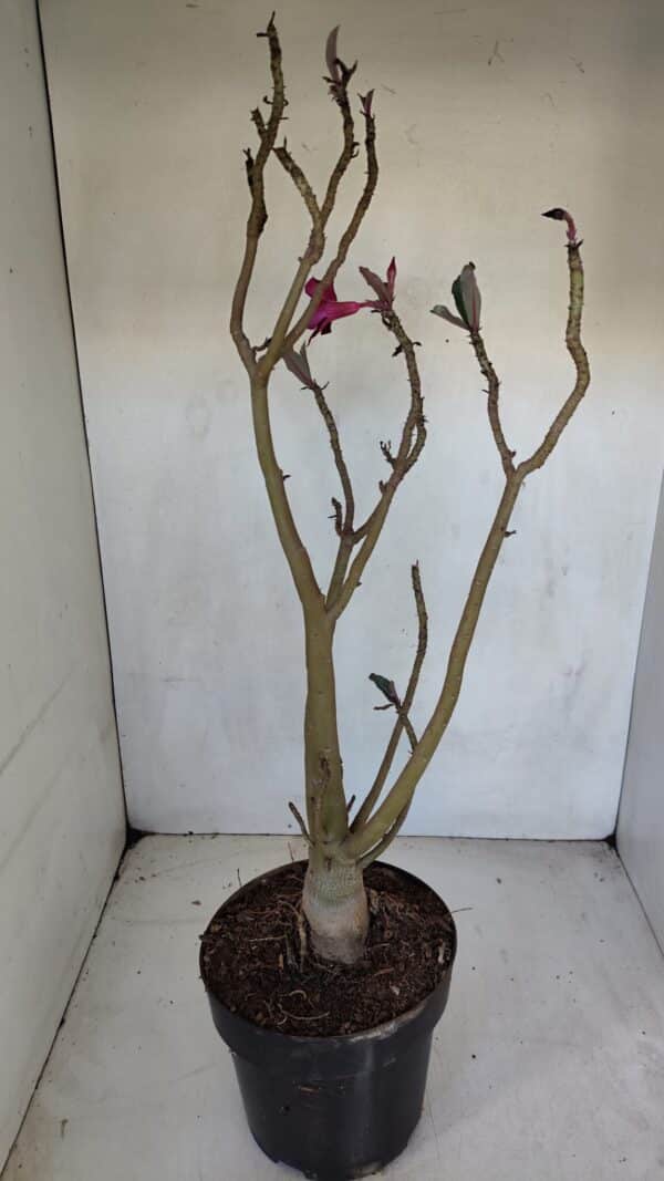 Planta Simples 3078 – 45cm – 03 anos - Imagem 6