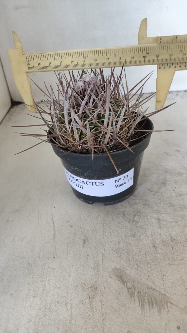 STENOCACTUS LLOYDII Nº 20 – vaso 11 - Imagem 1