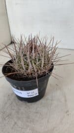 STENOCACTUS LLOYDII Nº 21 – vaso 11 - Imagem 8