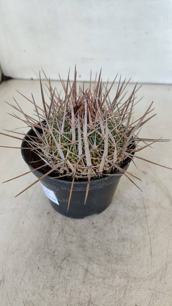 STENOCACTUS LLOYDII Nº 21 – vaso 11 - Imagem 7
