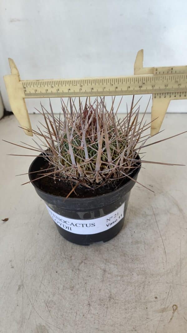 STENOCACTUS LLOYDII Nº 21 – vaso 11 - Imagem 1