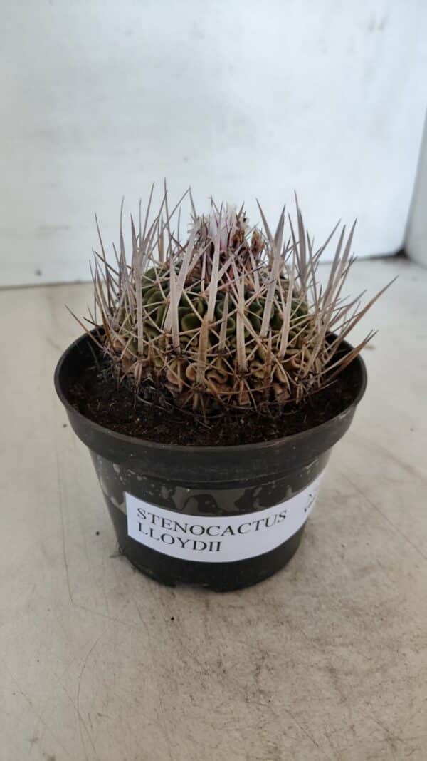 STENOCACTUS LLOYDII Nº 22 – vaso 11 - Imagem 10