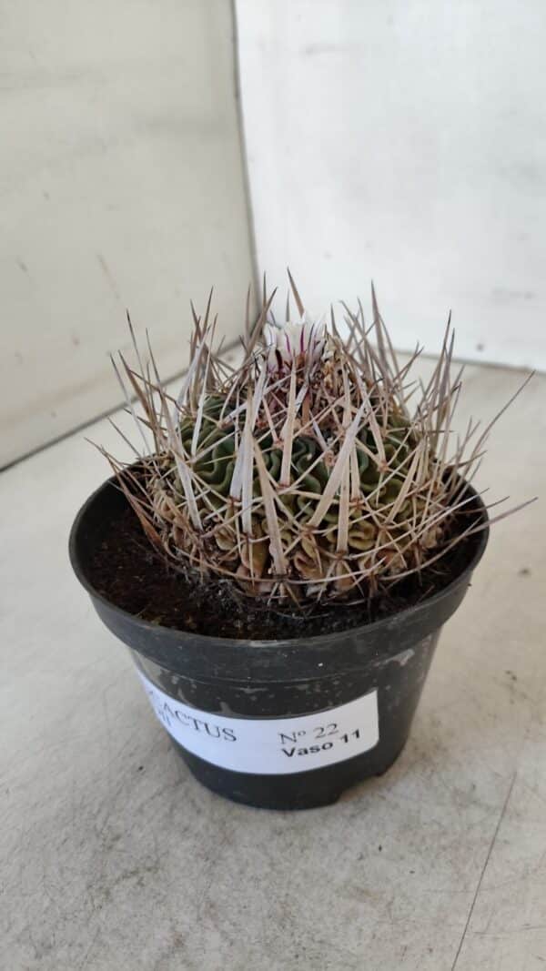 STENOCACTUS LLOYDII Nº 22 – vaso 11 - Imagem 9