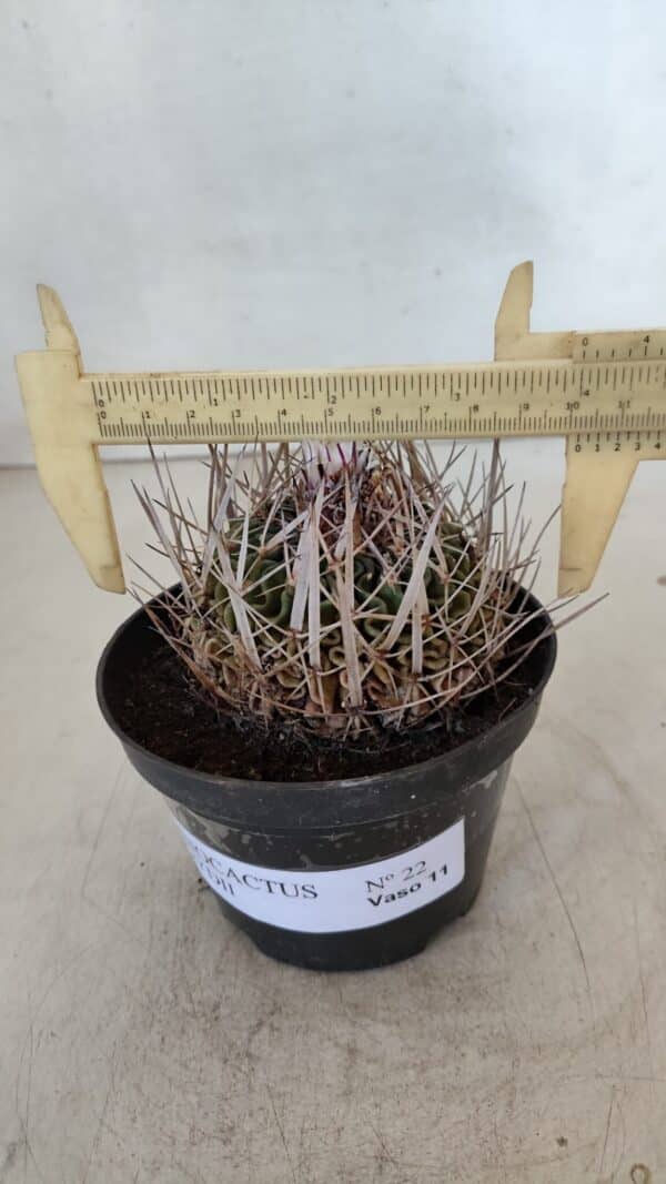 STENOCACTUS LLOYDII Nº 22 – vaso 11 - Imagem 1