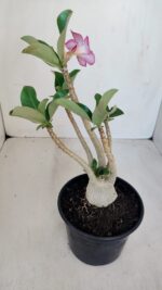 Planta ARABICUM 152 – 30cm – 02 anos - Imagem 5