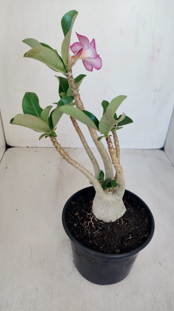 Planta ARABICUM 152 – 30cm – 02 anos - Imagem 5