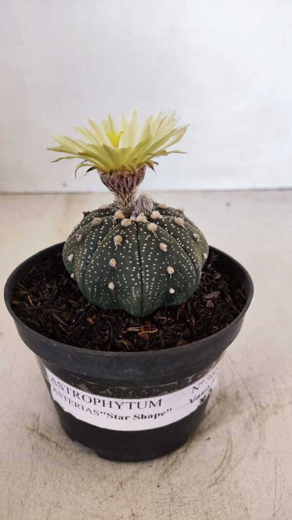 ASTROPHYTUM ASTERIAS STAR SHAPE Nº 365 – vaso 11 - Imagem 2