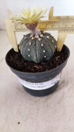 ASTROPHYTUM ASTERIAS STAR SHAPE Nº 365 – vaso 11