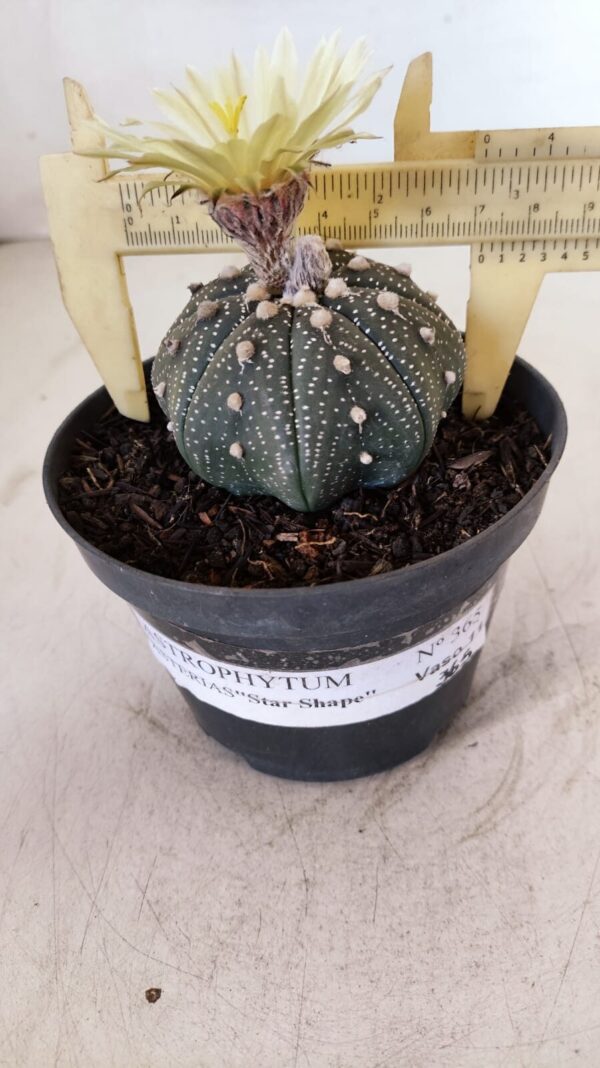 ASTROPHYTUM ASTERIAS STAR SHAPE Nº 365 – vaso 11 - Imagem 1