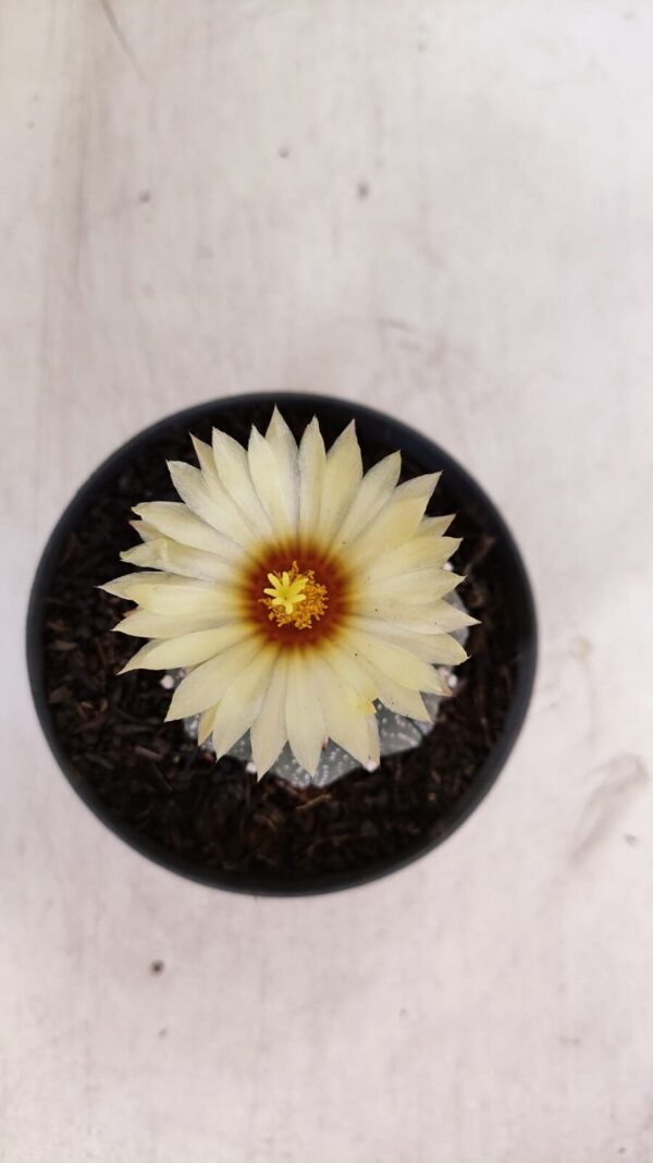 ASTROPHYTUM ASTERIAS STAR SHAPE Nº 365 – vaso 11 - Imagem 3