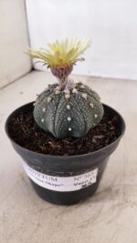 ASTROPHYTUM ASTERIAS STAR SHAPE Nº 365 – vaso 11 - Imagem 5