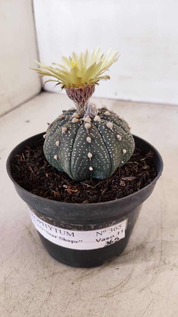 ASTROPHYTUM ASTERIAS STAR SHAPE Nº 365 – vaso 11 - Imagem 5