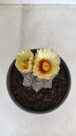 ASTROPHYTUM ASTERIAS  Nº 877 – vaso 15