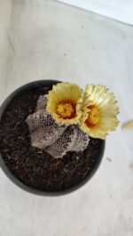 ASTROPHYTUM ASTERIAS  Nº 877 – vaso 15 - Imagem 5