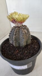 ASTROPHYTUM ASTERIAS  Nº 877 – vaso 15 - Imagem 10
