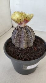 ASTROPHYTUM ASTERIAS  Nº 877 – vaso 15 - Imagem 6