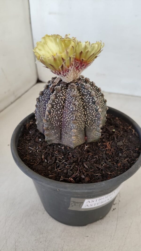ASTROPHYTUM ASTERIAS  Nº 877 – vaso 15 - Imagem 6