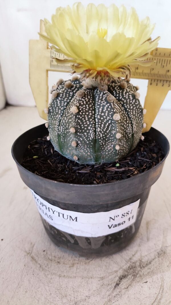 ASTROPHYTUM ASTERIAS Nº 881 – vaso 11 - Imagem 1