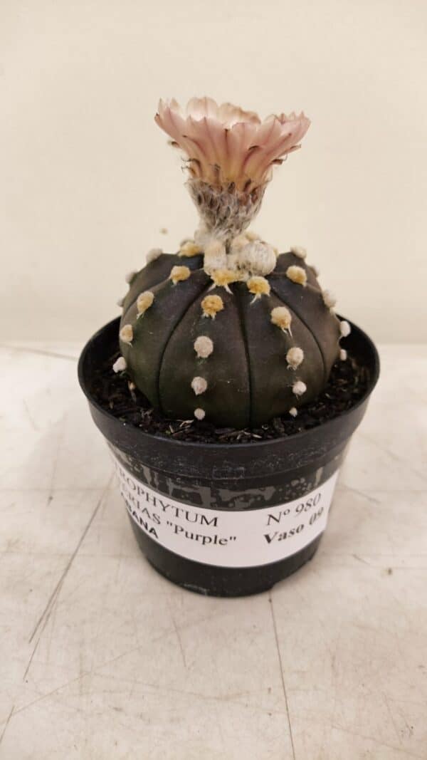 ASTROPHYTUM ASTERIAS “Purple AKABANA”  Nº 980 – vaso 09 - Imagem 2