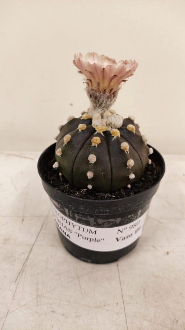 ASTROPHYTUM ASTERIAS “Purple AKABANA”  Nº 980 – vaso 09 - Imagem 9