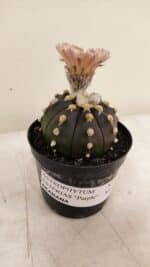 ASTROPHYTUM ASTERIAS “Purple AKABANA”  Nº 980 – vaso 09 - Imagem 8